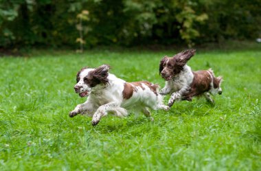 İki İngiliz Springer Spaniels Köpeği çimenlerde koşuyor ve oynuyor. Tenis Topuyla Oynamak.