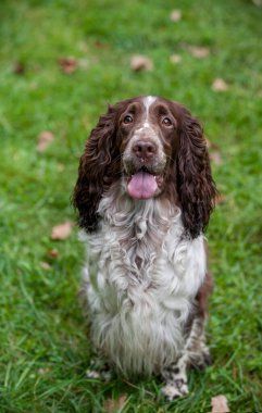 English Springer Spaniel Dog Sitting on the grass. Portrait. Open Mouth Tongue Out.