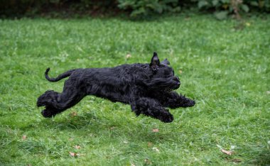 The Giant Schnauzer breed dog Running on the grass. Also known as Riesenschnauzer.