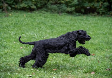 The Giant Schnauzer breed dog Running on the grass. Also known as Riesenschnauzer.