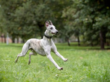 Whippet Breed Dog Running on the Grass.