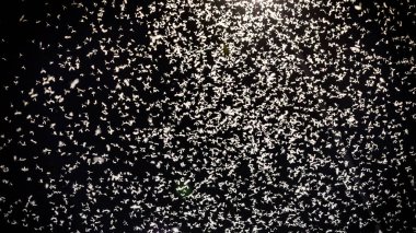 Mayfly Insect in the Night Sky. Street Light And Many Mayfly