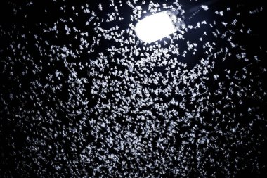 Mayfly Insect in the Night Sky. Street Light And Many Mayfly