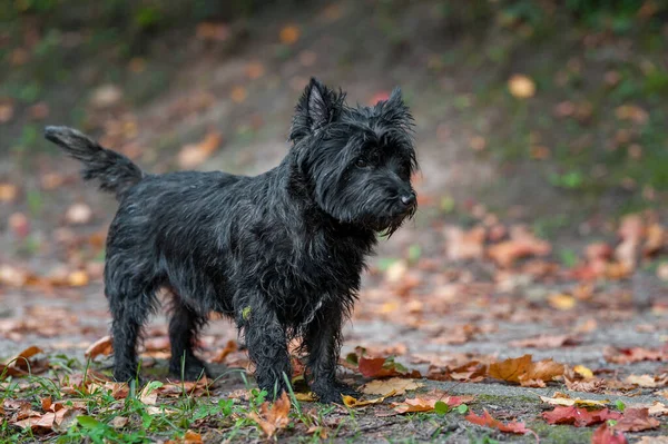 Cairn Terrier Dog Trávě Podzimní Listy Pozadí Portrét — Stock fotografie