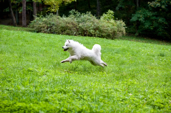 Happy Samoyed Dog Running Grass — Stok fotoğraf