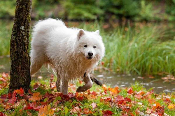 Droge Samoyed Dog Wandeling Gras — Stockfoto