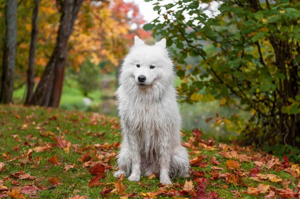 Wet Samoyed Dog Sitting Grass Autumn Maple Leaves Background — Stock Photo, Image