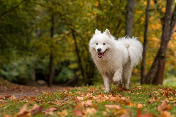 Mokrý Samoyed Dog Chodí Trávě Podzimní Javorové Listy Pozadí — Stock fotografie