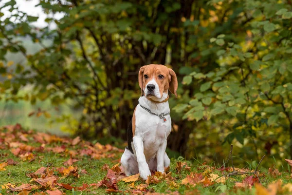 Beagle Dog Sitting Grass Autumn Leaves Background — Foto de Stock