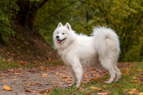 Wet Samoyed Dog Walks Grass Autumn Maple Leaves Background — Stockfoto