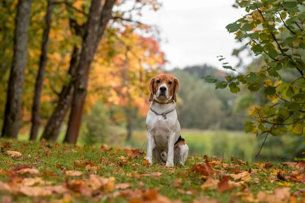 Beagle Dog Sitting Grass Autumn Leaves Background — Stockfoto