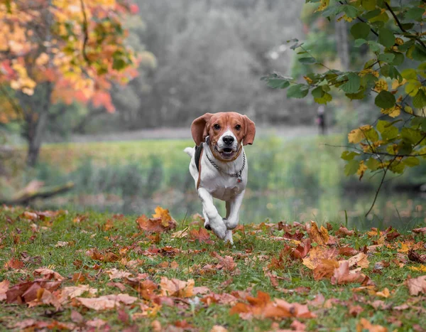 Beagle Dog Running Grass Autumn Leaves Background — Stockfoto