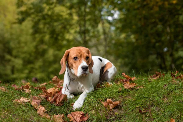 Beagle Dog Lying Grass Autumn Leaves Background — Stock Photo, Image