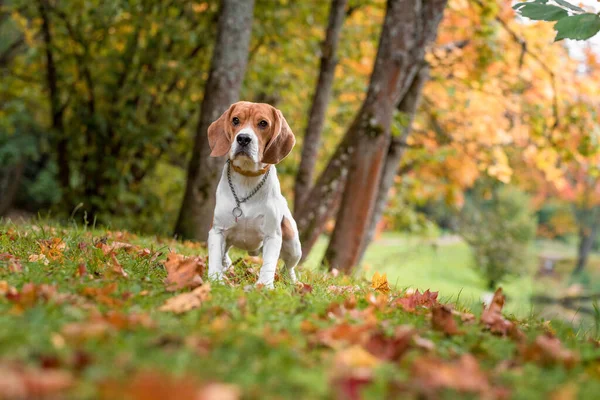 Beagle Dog Standing Grass Autumn Leaves Background — Stock Photo, Image