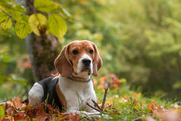Beagle Dog Playing Tree Banch Autumn Leaves Background — Stock Photo, Image