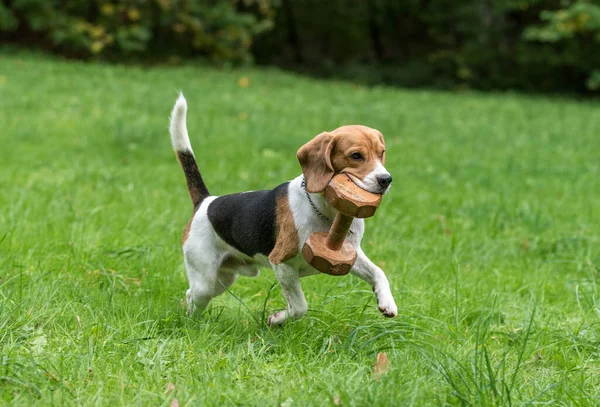 Beagle Dog Playing Grass Wooden Toy Autumn Background — Stock Photo, Image