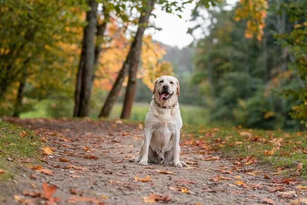 Happy Labrador Retriever Dog Sitting Ground Autumn Leaves Background Open — Photo