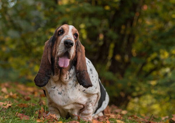 Basset Hound Dog on the autumn grass. Portrait.