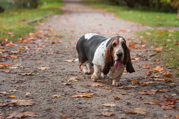 Basset Hound Dog Podzimní Trávě Portrét — Stock fotografie