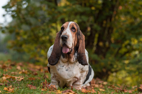 Basset Hound Dog on the autumn grass. Portrait.