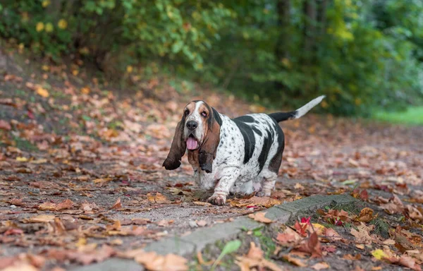 Basset Hound Dog Walks Autumn Leaves — Stock Photo, Image