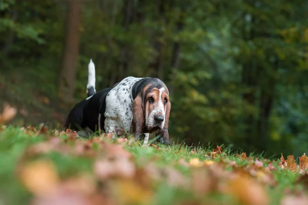Basset Pes Kráčí Podzimních Listech Portrét — Stock fotografie