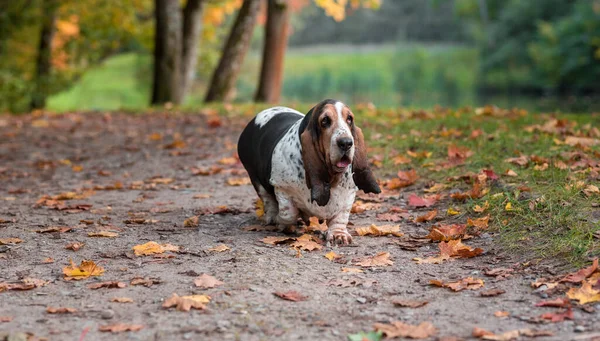 Basset Pes Kráčí Podzimních Listech Portrét — Stock fotografie