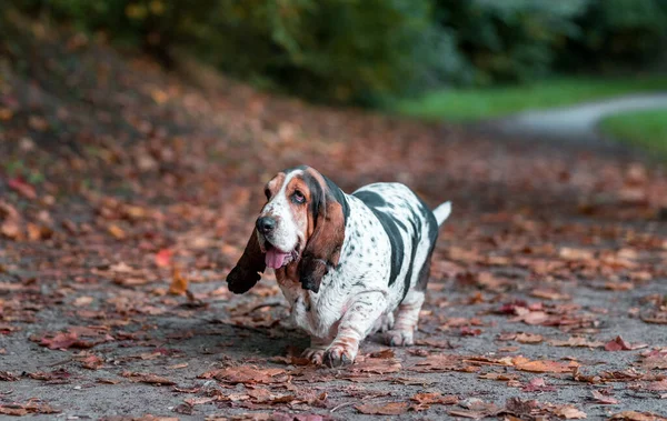 Basset Hound Dog Walks Autumn Leaves Portrait — Stock Photo, Image