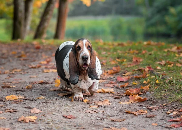 Basset Hound Dog Walks Autumn Leaves Portrait — Stock Photo, Image