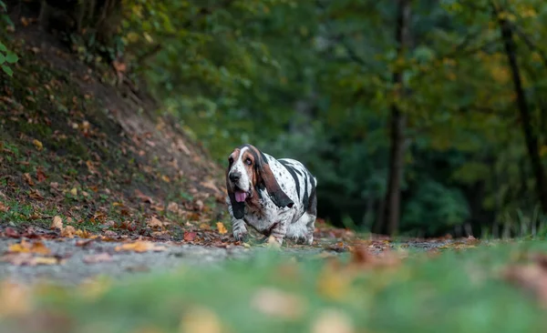 Basset Hound Dog Geht Auf Den Herbstblättern Spazieren Porträt — Stockfoto