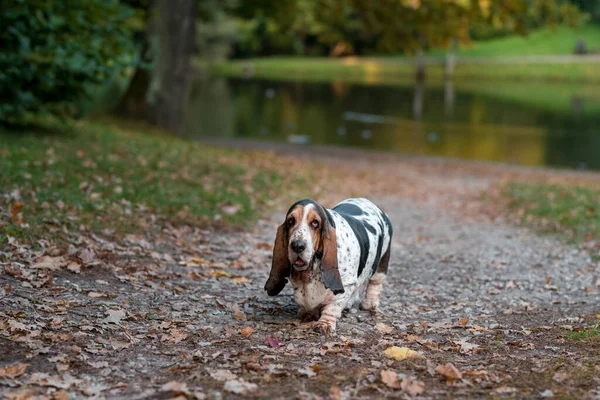 Basset Hound Dog Walks Path Autumn Background — Stock Photo, Image