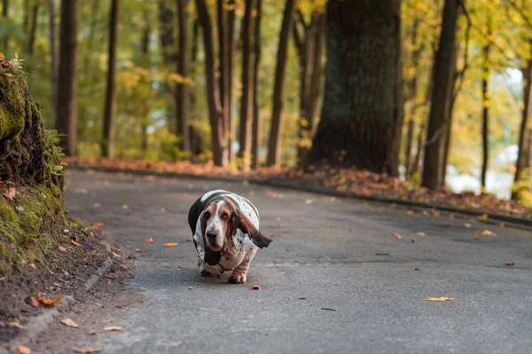Basset Hound Dog Walks Path Podzimní Pozadí — Stock fotografie