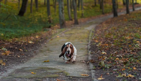 Basset Hound Dog Walks Path Autumn Background — Stockfoto