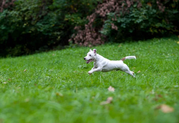 Happy Jack Russell Terrier Dog Running Grass — стоковое фото