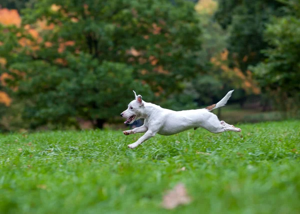 Felice Jack Russell Terrier Cane Che Corre Sull Erba — Foto Stock