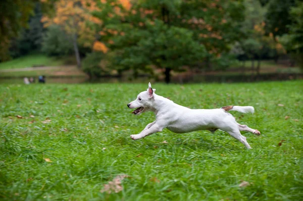 Mutlu Jack Russell Teriyer Köpeği Çimlerde Koşuyor — Stok fotoğraf