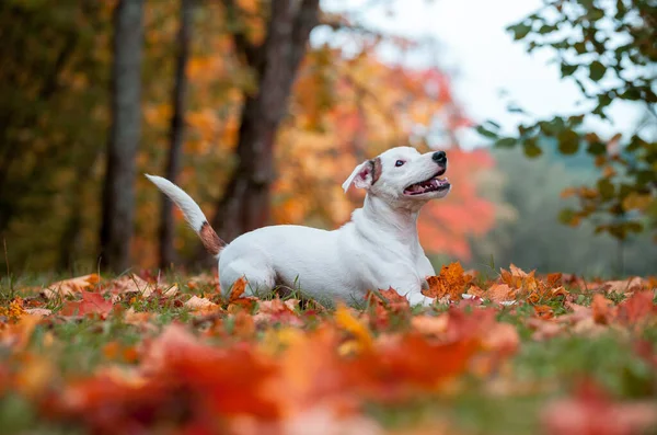 Happy Jack Russell Terrier Hond Liggend Het Gras Herfst Bladeren — Stockfoto