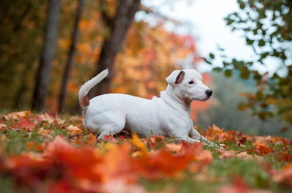 Happy Jack Russell Terrier Dog Deitado Relva Folhas Outono Fundo — Fotografia de Stock