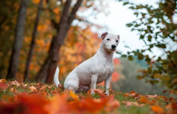 Happy Jack Russell Terrier Dog Sitting Grass Autumn Leaves Background — Zdjęcie stockowe