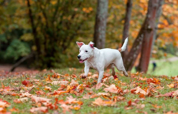 Happy Jack Russell Terrier Dog Lying Grass Autumn Leaves Background — Stockfoto