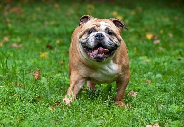 Inglês Bulldog Dog Running Grass Abra Boca Retrato — Fotografia de Stock