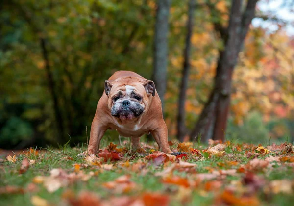 Ngiliz Bulldog Çimlerin Üzerinde Durmakta — Stok fotoğraf