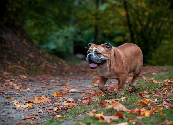 Inglês Bulldog Dog Running Grass Folhas Outono Fundo — Fotografia de Stock