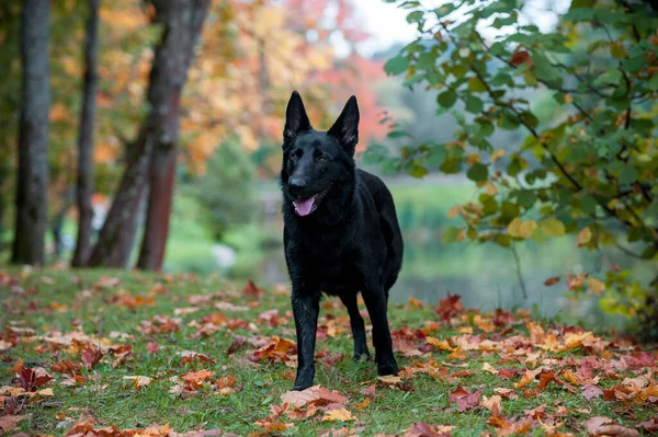 Kara Alman Çoban Köpeği Çimlerin Üzerinde Arka Planda Sonbahar Yaprakları — Stok fotoğraf