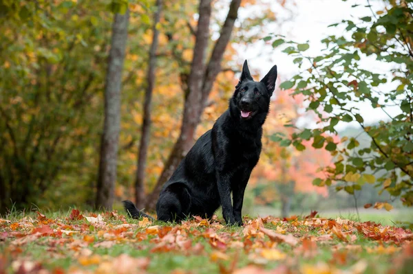 Black German Shepherd Dog Sitting Grass Autumn Leaves Background Open — ストック写真