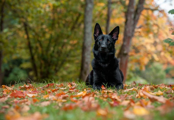德国黑人牧羊犬躺在草地上 秋叶为背景 — 图库照片