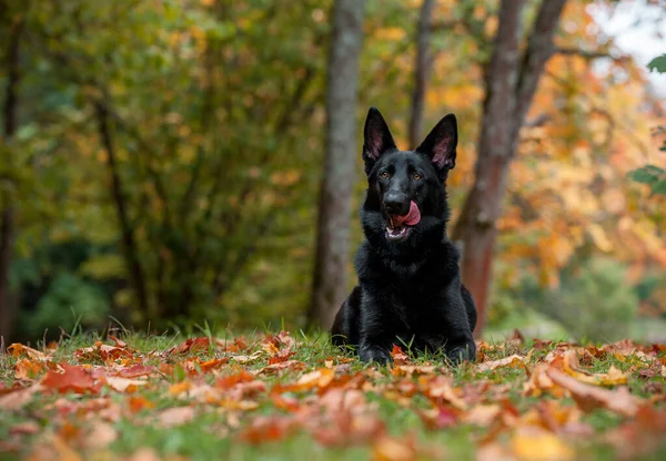 Black German Shepherd Dog Lying Grass Autumn Leaves Background Open — Fotografia de Stock