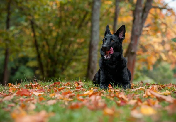 黒いドイツの羊飼いの犬の芝生の上に横たわっている 背景に紅葉 口を開けて 舌を出す — ストック写真