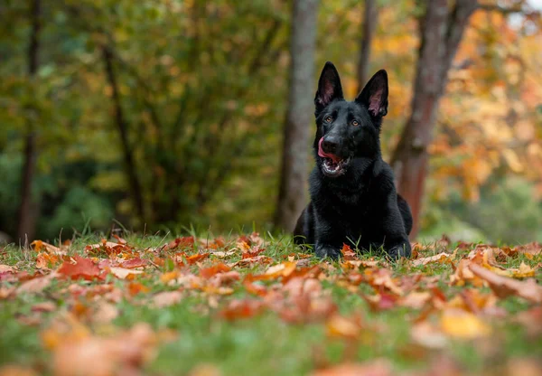 黒いドイツの羊飼いの犬の芝生の上に横たわっている 背景に紅葉 口を開けて 舌を出す — ストック写真