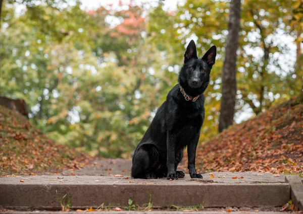 Black German Shepherd Dog Sitting Autumn Leaves Background — Fotografia de Stock